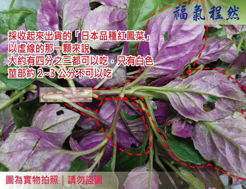[福氣程然]  新鮮紅鳳菜(日本品種) 紅鳳菜 紅菜 紅公菜 ｜(小農自家栽種)