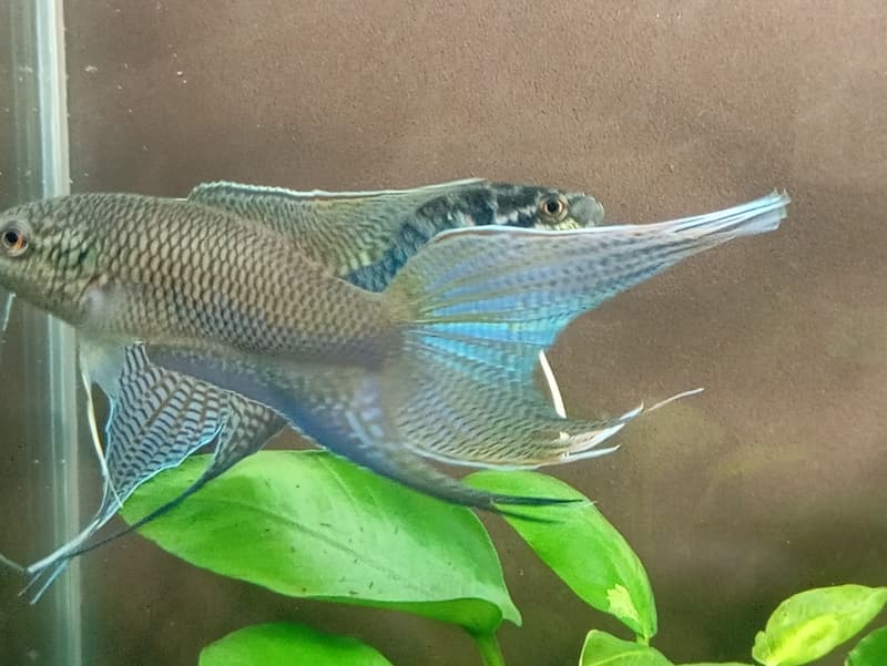 [苔之坊]改良黑叉魚苗。約1.2公分七隻一組。改良蓋斑鬥魚 | 露天市集 | 全台最大的網路購物市集