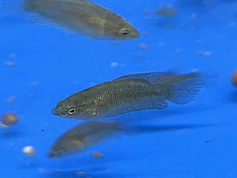 [苔之坊]改良黑叉魚苗。約1.2公分七隻一組。改良蓋斑鬥魚 | 露天市集 | 全台最大的網路購物市集