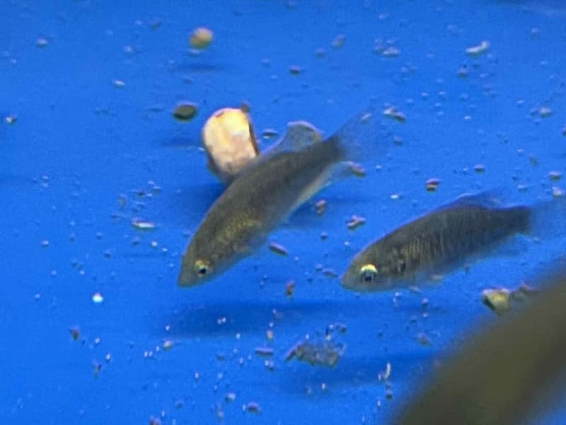 [苔之坊]改良黑叉魚苗。約1.2公分七隻一組。改良蓋斑鬥魚 | 露天市集 | 全台最大的網路購物市集