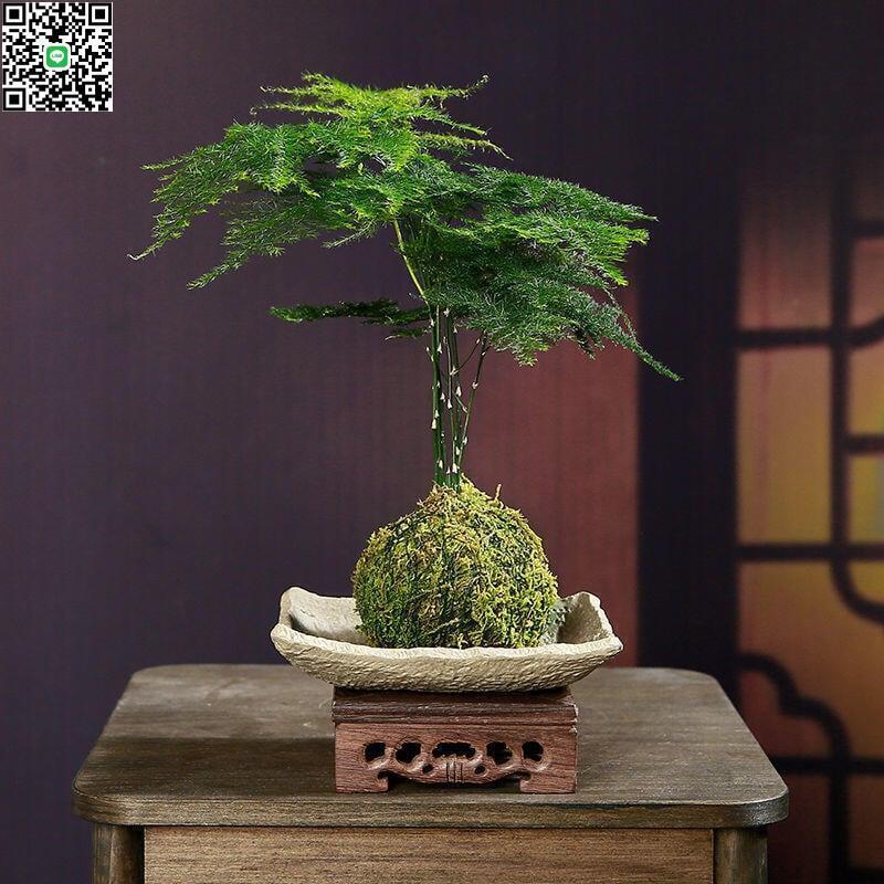 菖蒲盆栽- 人氣推薦- 2026年5月| 露天市集