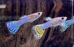 【冠昱水族】日本藍孔雀魚-觀賞魚 高級餌料 造景水草