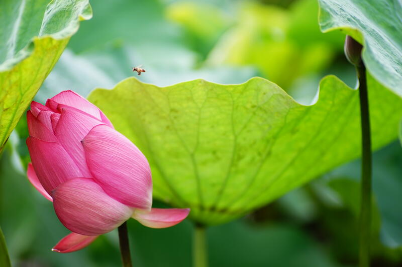 Angenieux DEM F2.3 180mm APO Nicon Fマウント