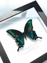 （48H）熱賣-綠帶翠鳳蝶真蝴蝶標本成品展示框禮物擺件掛畫裝飾畫罕見生日禮物