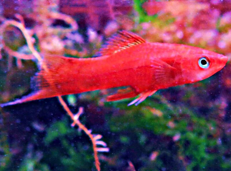 【成崧水族】紅劍 紅劍魚 球魚 小型魚 | 露天市集 | 全台最大的網路購物市集
