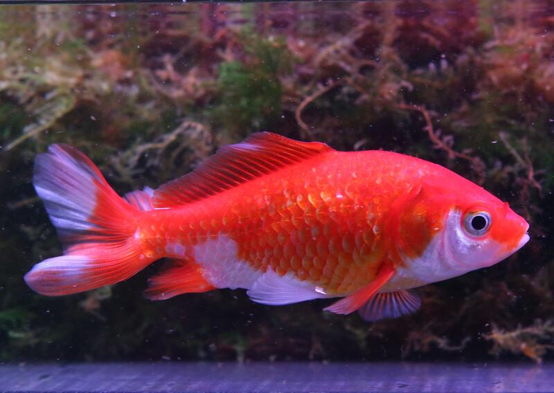 【成崧水族】紅白日本和金 日本和金 金魚 | 露天市集 | 全台最大的網路購物市集