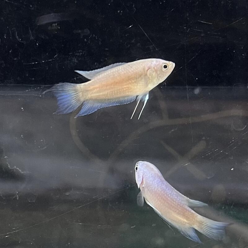 【嘉嘉寵物】🐟火焰彩兔 火焰蓋斑鬥魚🐟 觀賞魚蝦 | 露天市集 | 全台最大的網路購物市集