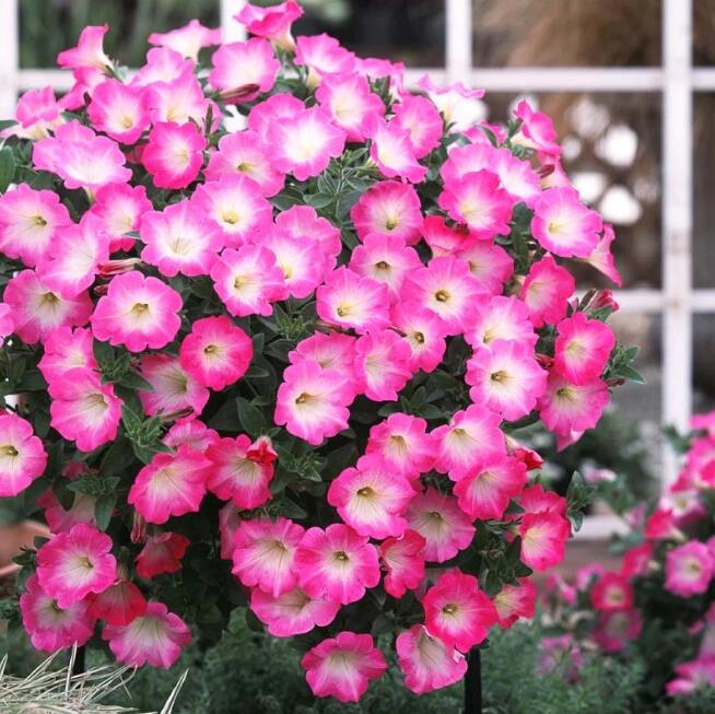 2023日本進口種子匍匐矮牽牛(歌劇粉夢)10粒160元 露天市集 全台最大的網路購物市集