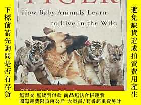 博民Becoming罕見A Tiger: How Baby animals learn to Live in the 