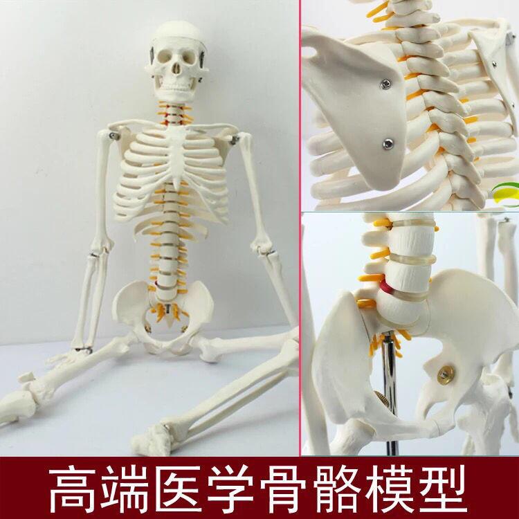 人體骨骼模型85cm人體脊椎骨架成人脊柱標本全身骨骼模型小骷髏人露天 