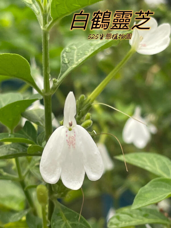 『525生態植物園』白鶴靈芝(白鶴草,仙鶴花,癬草,仙鶴靈芝草)觀花,台灣黃蝶,端紅蝶蜜源植物,蝴蝶蜜源植物或藥用植物 | 露天市集 | 全台 ...