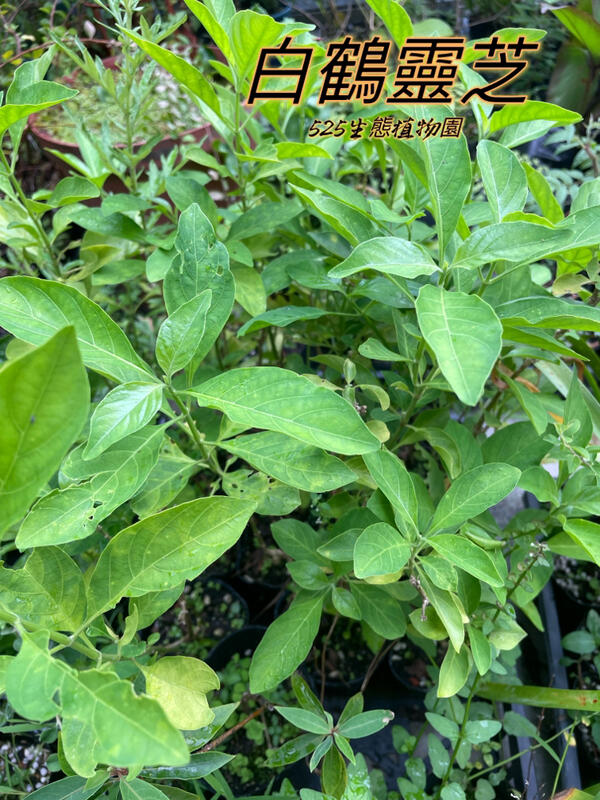 『525生態植物園』白鶴靈芝(白鶴草,仙鶴花,癬草,仙鶴靈芝草)觀花,台灣黃蝶,端紅蝶蜜源植物,蝴蝶蜜源植物或藥用植物 | 露天市集 | 全台 ...