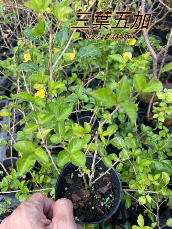 『525生態植物園』三葉五加（三加皮，刺三加，香藤刺，白竻，貼肉刺，白簕）原生植物，香草，食用或藥用植物 | 露天市集 | 全台最大的網路購物市集