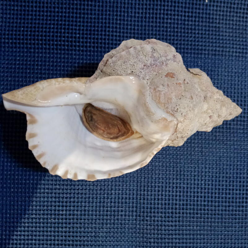 貝殼標本-白法螺(266.6mm) | 露天市集| 全台最大的網路購物市集