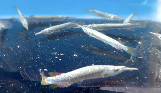 【水中游】銀水針 皮頦鱵 觀賞魚 鱵科 水族 | 露天市集 | 全台最大的網路購物市集