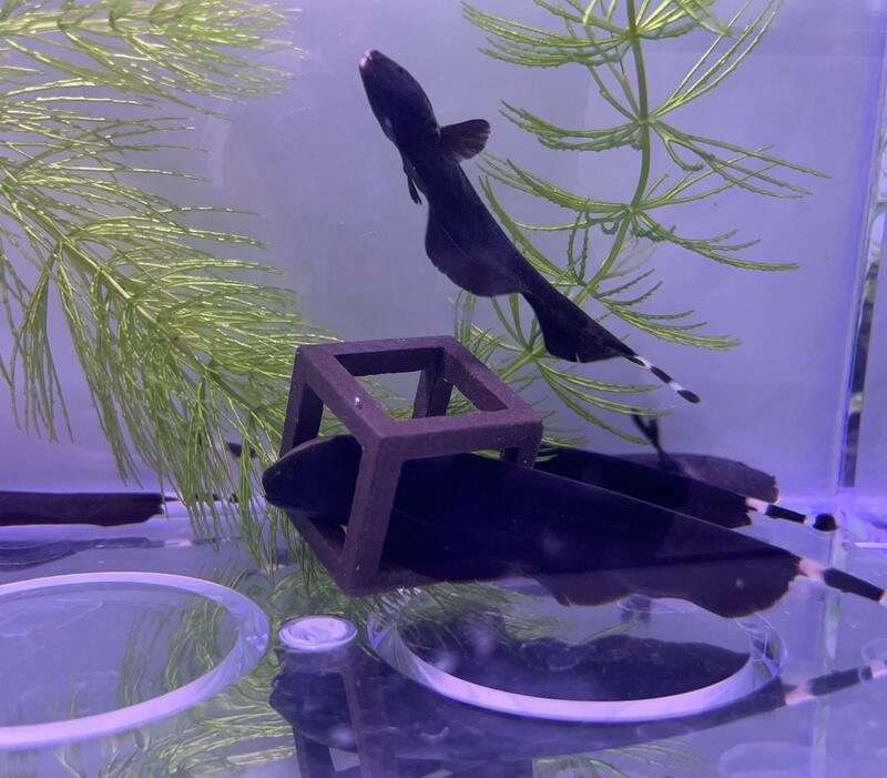 【水中游】羽毛刀 黑魔鬼魚 觀賞魚 | 露天市集 | 全台最大的網路購物市集