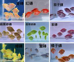 【水中游】彩虹魚 彩色磚 彩色魚