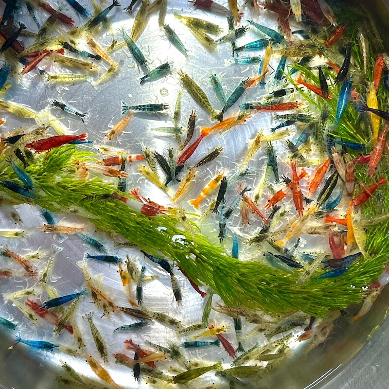 宗信水族-一元綜合米蝦 淘汰蝦 顏色隨機出貨