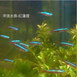 宗信水族-實體店面_紅蓮燈(M號，XL號) 魚缸必備魚種