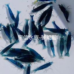 宗信水族-夢幻藍米蝦(大/小)