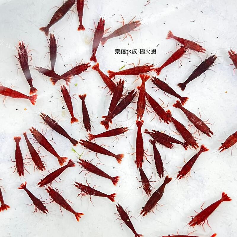 宗信水族-紅蝦 極火蝦 組合包 每隻不到1元